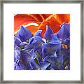 Hyacinth With Flames Framed Print