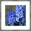 Hyacinths Framed Print