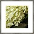 Hydrangea Framed Print