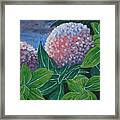 Hydrangea Framed Print