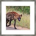 Hyena Framed Print