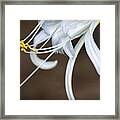 Hymenocallis Narcissiflora Framed Print