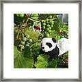 I Love Grapes Says The Panda Framed Print