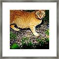 I See A Puddy Kat Framed Print