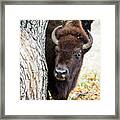 American Bison Peeks Around Tree Framed Print