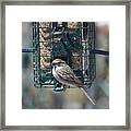 I Sing For My Supper Framed Print