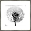 I Wish In Black And White Framed Print