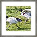 Ibis In A Hurry Framed Print