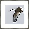 Ibis In Flight Framed Print