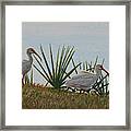 Ibis Outing Framed Print