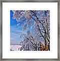 Ice Trees In Sun Framed Print