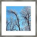 Iced Trees Framed Print