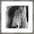 Icelandic Horse Profile Bw Framed Print