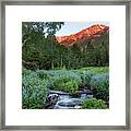 Idaho Bluebell Framed Print