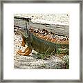 Iguana 2 - Key Largo Framed Print