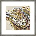 Iguana Portrait Framed Print