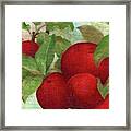 Illustrated Apples Framed Print