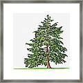 Illustration Of Evergreen Tsuga Canadensis (eastern Hemlock, Canadian Hemlock) Tree Framed Print