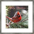 Img_0562-002 - Cardinal Merry Christmas Framed Print