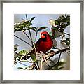 Img_2088-003 - Northern Cardinal Framed Print