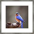 Img_4405-002 - Eastern Bluebird Framed Print