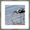 Immature Ibis With A Catch Framed Print