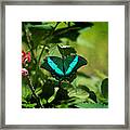In A Butterfly World Framed Print