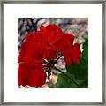 In Full Bloom Framed Print