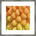 In Full Bloom. Kniphofia Flower Abstract Framed Print