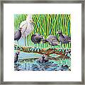 In Kahoots With Coots Framed Print