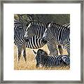 In Line Zebras Framed Print