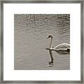 In Swan Lake. Framed Print