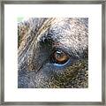 In The Eyes Of A Dog Framed Print