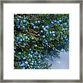 In The Light Of The Blue Moon Framed Print