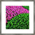 In The Pink Framed Print