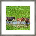 In The Puddle 2 Framed Print