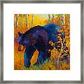 In To Spring - Black Bear Framed Print