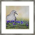 Inca Dove Framed Print