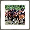 Indian Horse Roundup 3 Framed Print