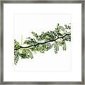 Indian Needle Bush Tree Leaves Framed Print