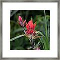 Indian Paintbrush Framed Print