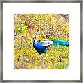 Indian Peacock Framed Print