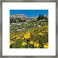 Indian Peaks Summer Wildflowers Framed Print