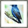 Indigo Bunting Framed Print