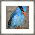 Indonesian Magpie Cissa Chinensis Framed Print