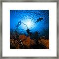 Indonesian Reef Scene Framed Print
