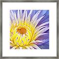 Perfect Symmetry Of A Blossom Framed Print