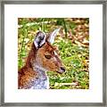 Inner Peace, Yanchep National Park Framed Print