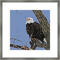 Inqusitive Look Framed Print