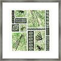 Insects Of Hawaii Ii Framed Print